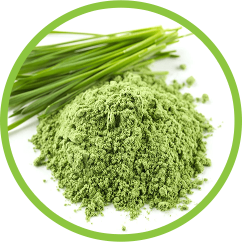 Barley Powder